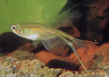 Corynopoma riisei (Corynopoma Dwarf, Sword Tetra)