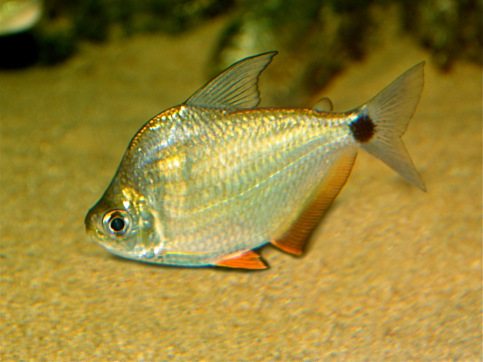 Ctenobrycon spilurus hauxwellianus Characin med høy rygg