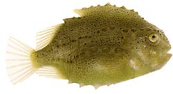 Cyclopterus lumpus Lompe