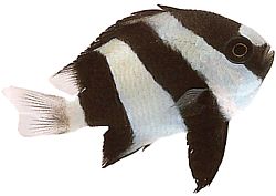 Dascyllus aruanus (Hvit -tail)