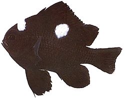 Dascyllus trimaculatus (Tre flekker)