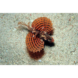 Dendrochirus brachypterus (Dverg)