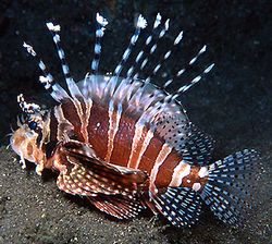 Dendrochirus zebra (Dvergscore)