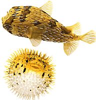Diodon holocanthus (Tornete blåser)