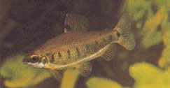 Distichodus decemmaculatus (Dverg Distichodus)