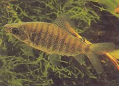 Distichodus fasciolatus (Grå stripete distrikt)