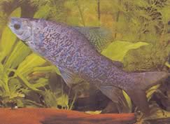 Distichodus notospilus (Distichness-skygge)