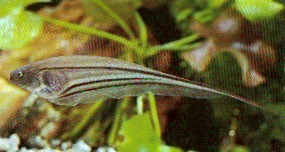 Eigenmannia virescens (Glasskniver fisk)