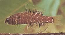 Elachocharax georgiae (Dverg Tetrager)