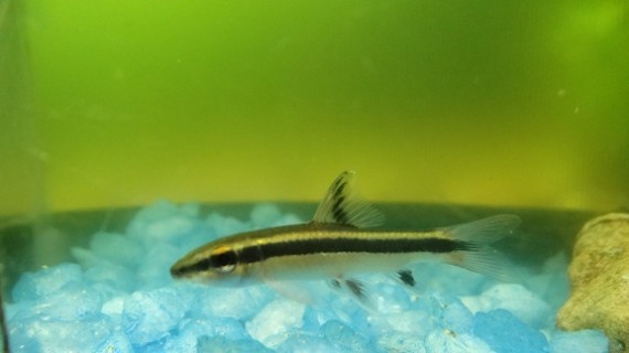 Epalzeorhynchus kallopterus (Vakre finner)