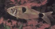 Exodon paradoxus (Tetra-tiger med to flekker)