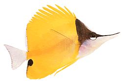 Forcipiger longirostris (Chelmon med lang nebb)