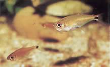 Gnathocharax steindachneri (Bite Tetra)