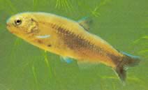 Gymnocharacinus bergi Patagonias nakne characin