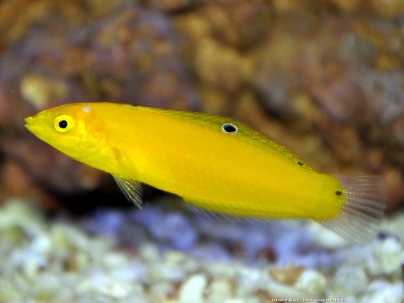 Halichoeres Chrysus (Gul / labre kanari)