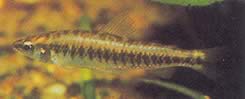 Hemigrammocharax multifasciatus Afrikansk rutete tetrachette
