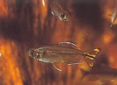 Hemigrammopetersius caudalis Kongo tetra med gult