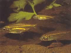 Hemigrammopetersius septentrionalis (Nord-afrikansk Tetra-néon)