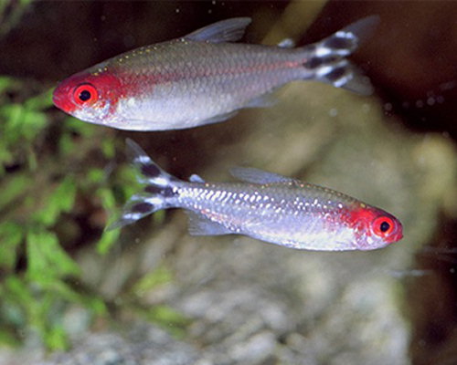 Hemigrammus bleheri (Rød munn tetra)