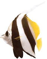 Heniochus acuminatus (Sett kryss)