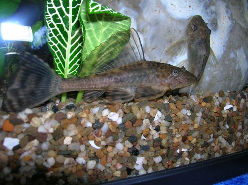 Hypostomus plecostomus (Pleco, vaskemaskin, suger)