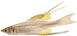 Iriatherina werneri