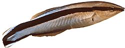 Labroides dimidiatus Vanlig renere