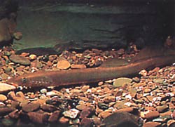 Lampetra fluviatilis (Fluvial lampe)