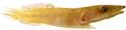 Lepadogaster candollei stang