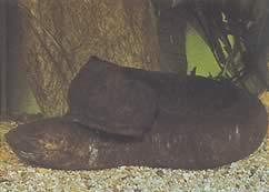 Lepidosiren paradoxa (Sør -Amerika Lepidosirène)