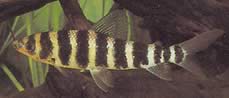 Leporinus fasciatus fasciatus Leporinus med svarte band