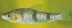 Leporinus wolfei Leporinus de Wolf