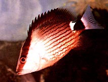Lutjanus sanguineus Rødt blod beskjærer