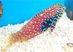 Macropharyngodon bipartitus (Vermikulert labre)