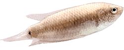 Macropodus cupanus (Fiskefisk på brunhale)