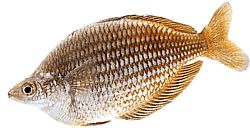 Melanotaenia fluviatilis (Australsk regnbuefisk)