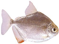 Metynnis hypsauchen (Métynnis med store hoder)