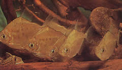 Metynnis lippincottianus (Koumanou, dollar fisk)