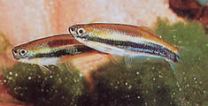 Mimagoniates lateralis (Tetra-serve med sperrede sider)