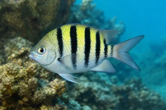 Abudefduf saxatilis Sersjant-major