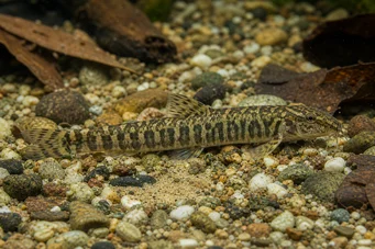 Acanthocobitis botia Flat Loche