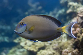 Acanthurus Fowleri Fowler kirurgfisk