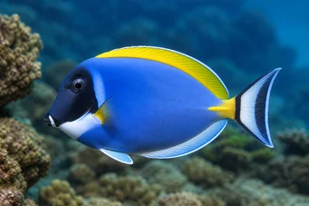 Acanthurus leucosternon
