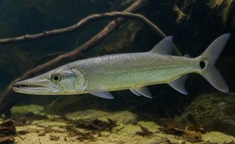 Acestrorhynchus falcirostris