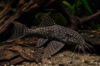 Agamyxis pectinifrons