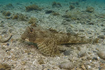 Agonus decagonus (SEAS ilder)