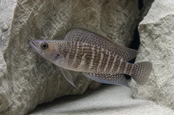 Altolamprologus compressiceps (Altolamprologus kompressice)