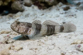 Amblygobius Phalaena