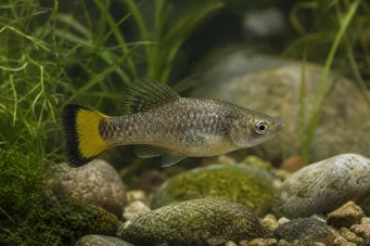 Ameca splendens