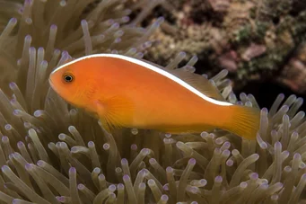 Amphiprion akallopisos